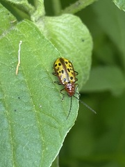 Isotes mexicana