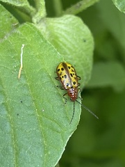 Isotes mexicana