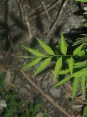 Sapindus mukorossi