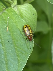 Isotes mexicana