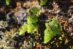 Hymenophyllum multifidum