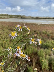 Tripolium pannonicum