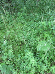 Festuca extremiorientalis