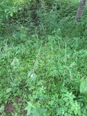 Festuca extremiorientalis