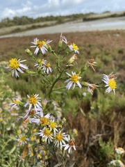 Tripolium pannonicum