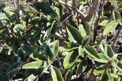 Brachyglottis elaeagnifolia