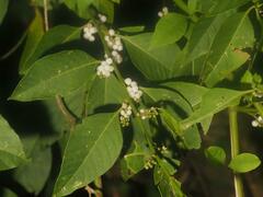 Deeringia polysperma