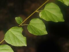 Mallotus repandus