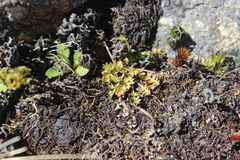 Chaerophyllum colensoi