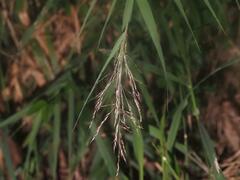 Arundo formosana