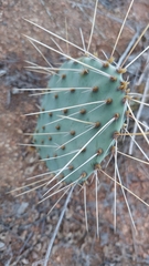 Opuntia phaeacantha