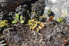 Chaerophyllum colensoi