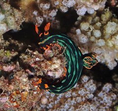 Nembrotha kubaryana