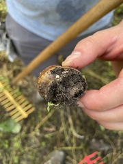 Helix pomatia