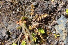 Chaerophyllum colensoi