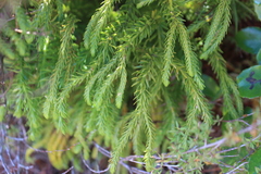 Phlegmariurus varius