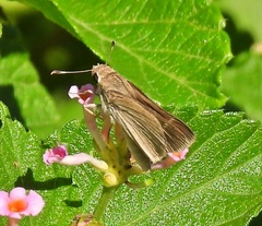 Lerodea eufala