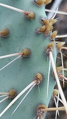 Opuntia phaeacantha