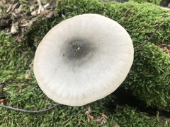 Basidiomycota