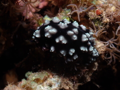 Phyllidiella
