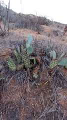 Opuntia phaeacantha