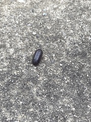 Armadillidium vulgare