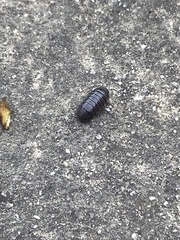 Armadillidium vulgare