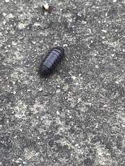 Armadillidium vulgare