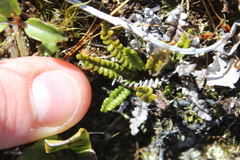 Blechnum penna-marina