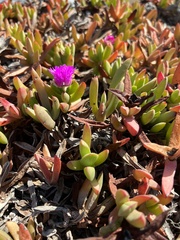 Carpobrotus chilensis