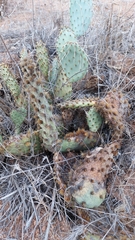 Opuntia phaeacantha