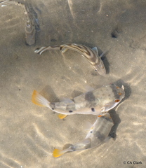 Marilyna pleurosticta