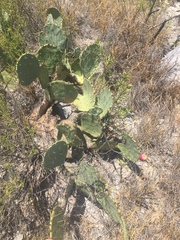 Opuntia cacanapa