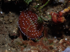 Ctenactis albitentaculata