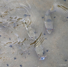 Marilyna pleurosticta