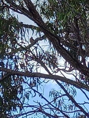 Pachycephala rufiventris