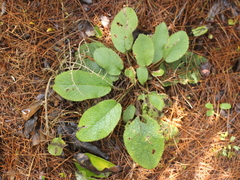 Brachyglottis lagopus