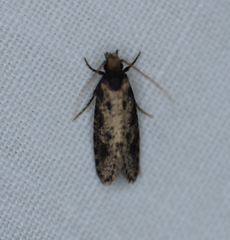 Amydria effrenatella