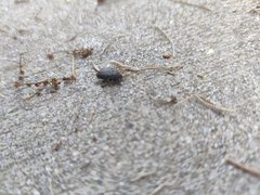 Asiopus minimus