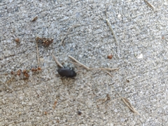 Asiopus minimus