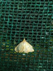 Herpetogramma licarsisalis