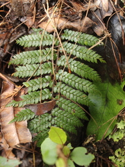Polystichum vestitum