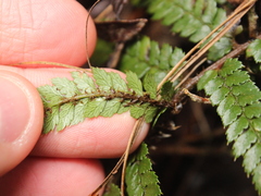 Polystichum vestitum