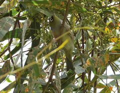 Zosterops lateralis lateralis