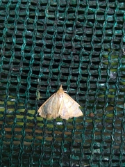 Herpetogramma licarsisalis