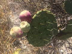 Opuntia cacanapa