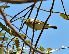 Zosterops lateralis lateralis