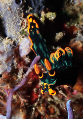 Nembrotha kubaryana