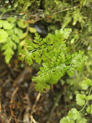 Asplenium hookerianum
