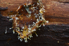 Gliocladium polyporicola